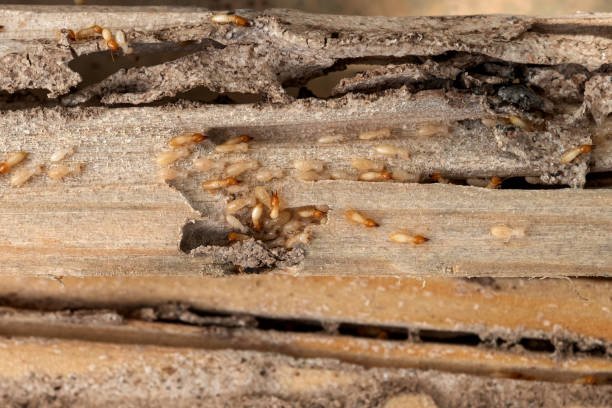 Best Best Pest Control Companies  in Cabool, MO